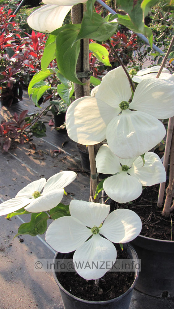 Cornus kousa Venus - hochkant.JPG